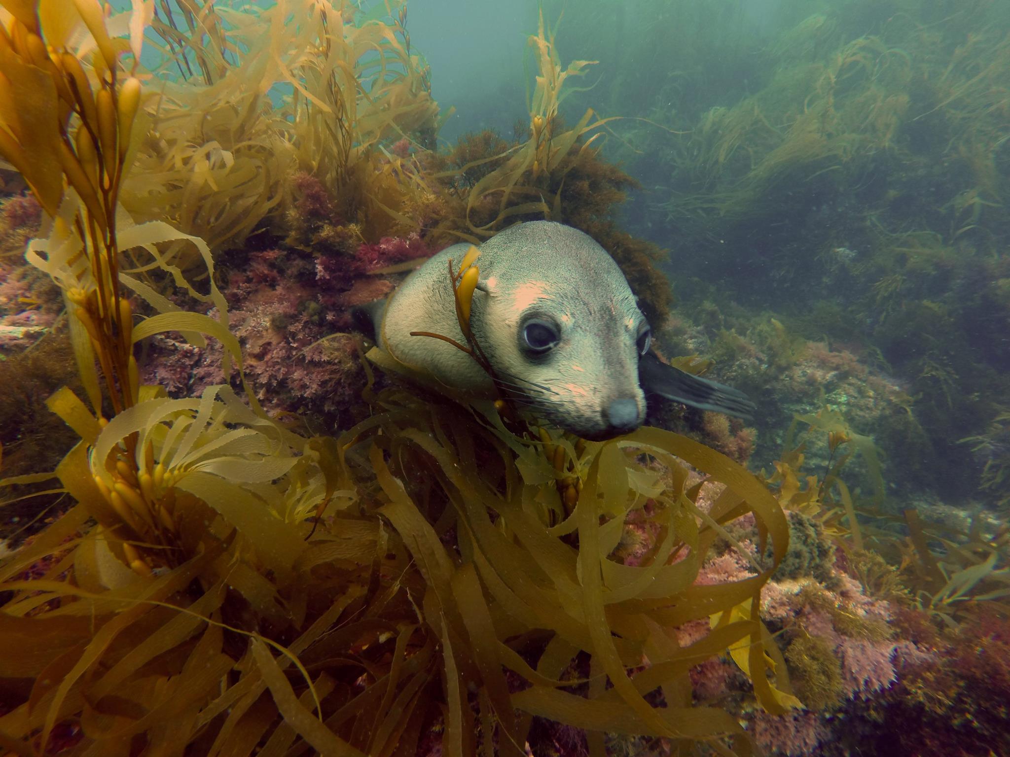 Seal Dive - Ile des Phoques. August 2018