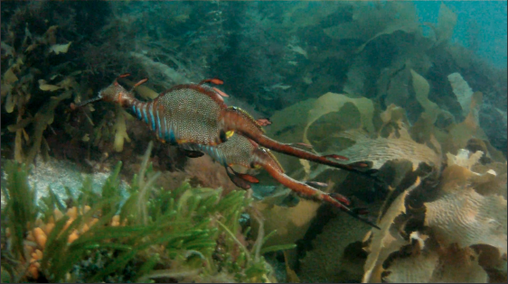 Blackmans Bay night dive