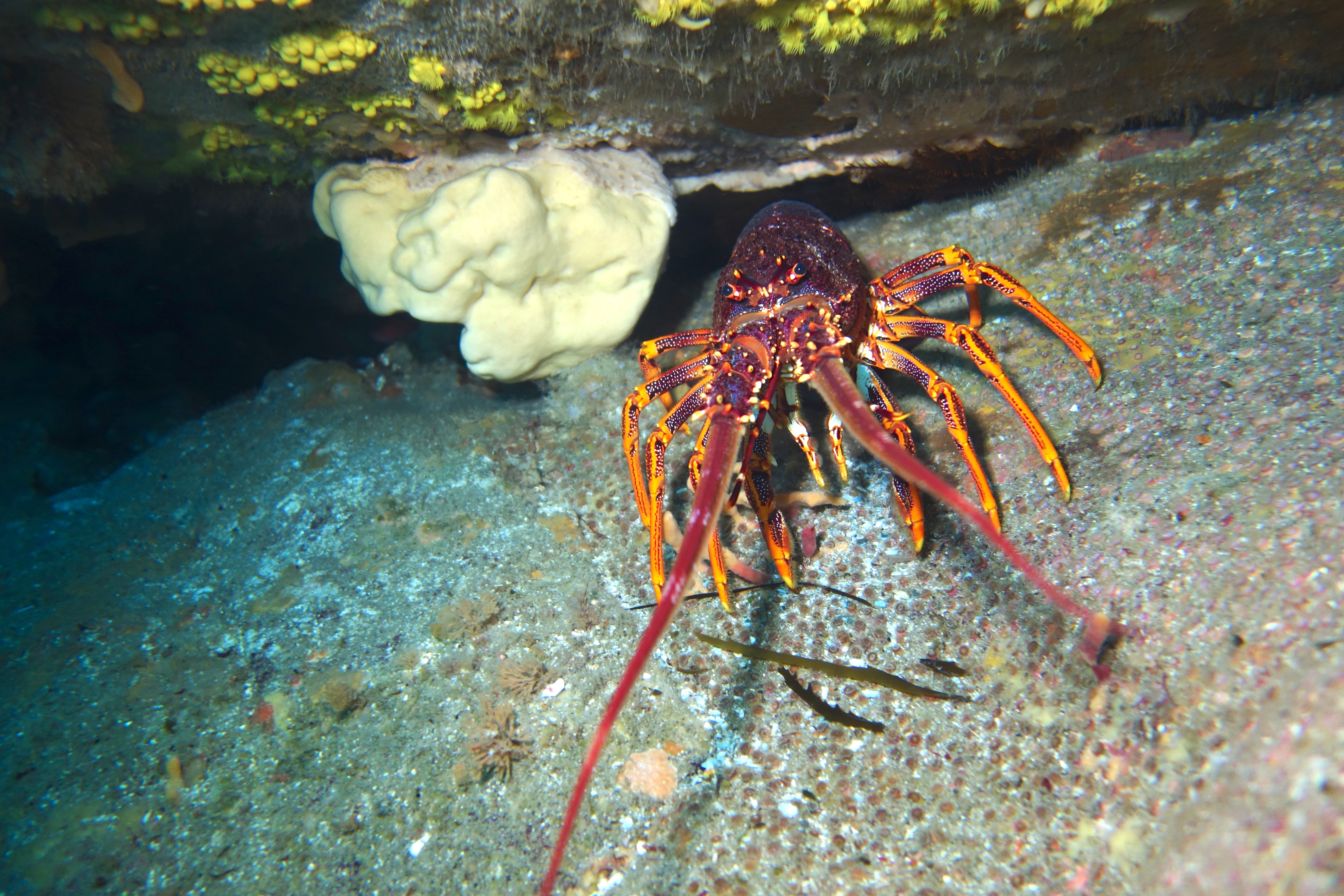 Morning Dive - Crayfish Point (Taroona)