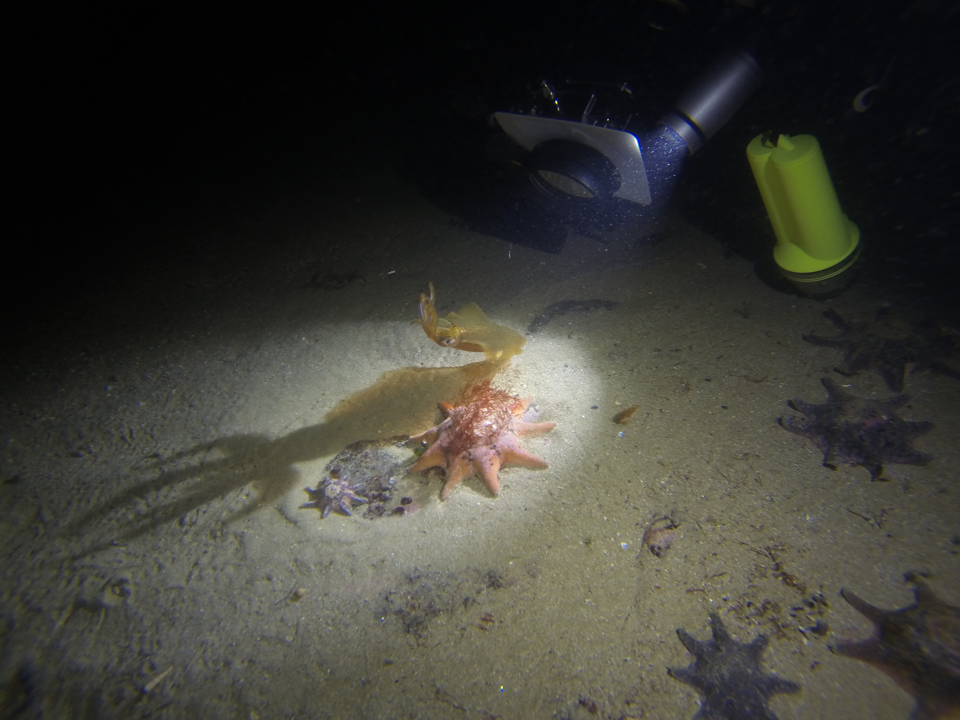 Regatta Grounds Jetty Area - Night Dive