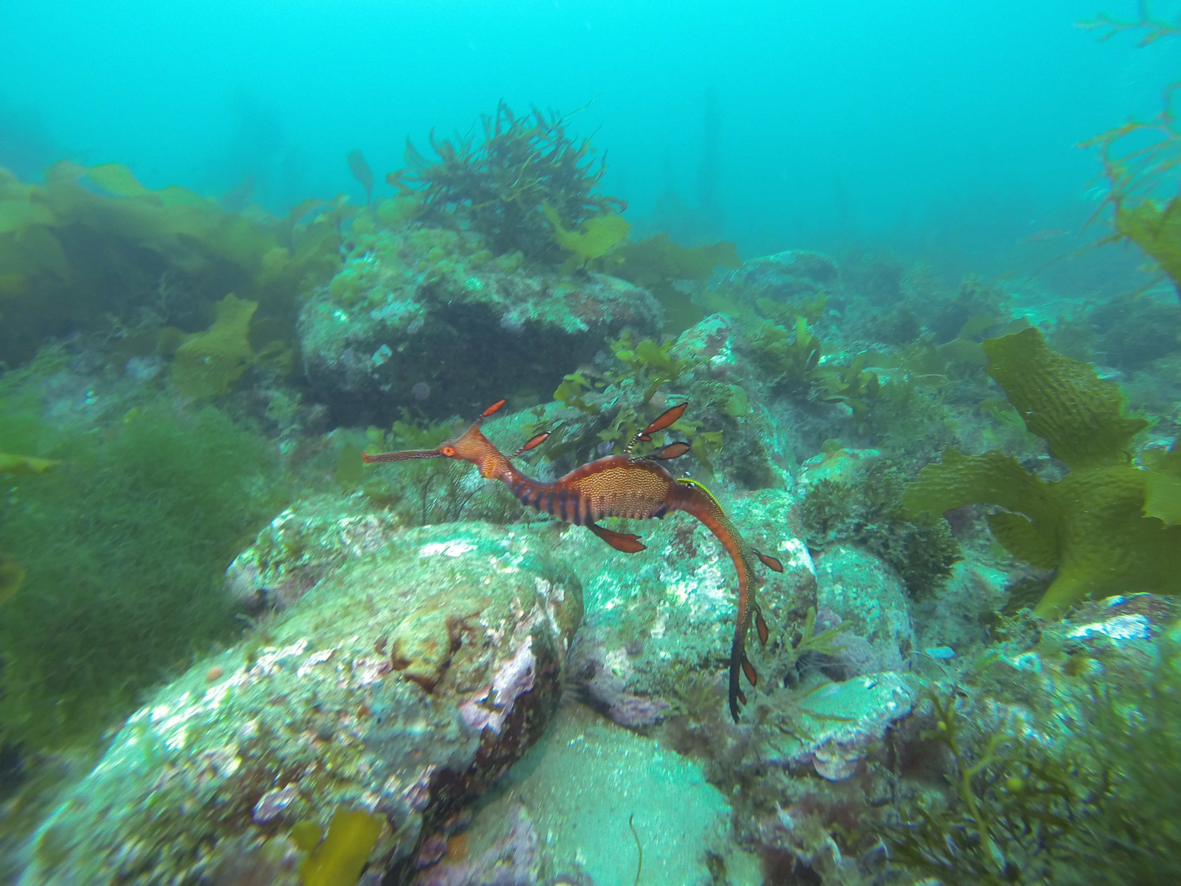 Australia Day morning dive