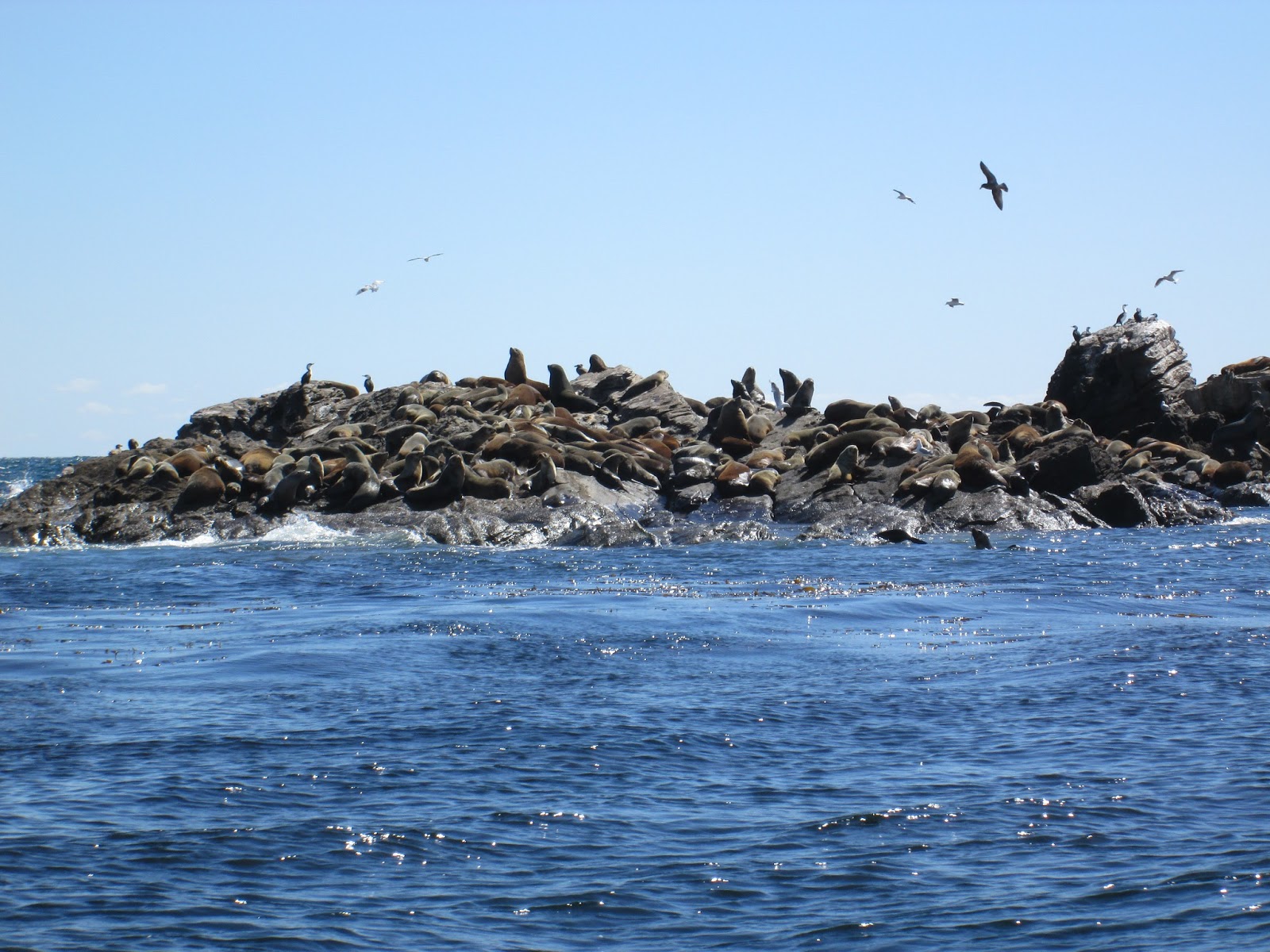 Seal Dive - Tenth Island